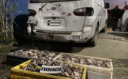 ANCUD: Logran detención de persona que transportaba ilegalmente "Locos" actualmente en veda