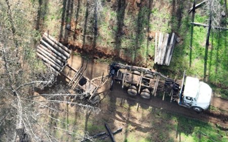 PDI logra la detención de tres personas por sustracción de madera en Paillaco y San José de la Mariquina