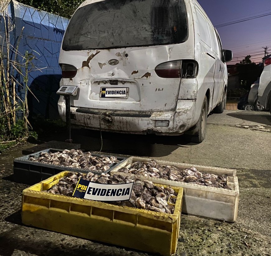 ANCUD: Logran detención de persona que transportaba ilegalmente "Locos" actualmente en veda