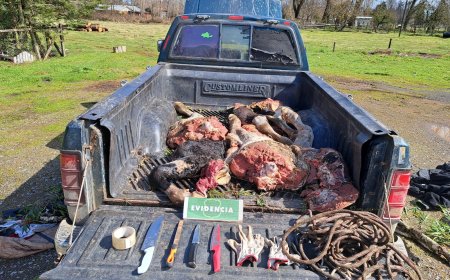 Carabineros detiene a dos sujetos por secuestro y abigeato tras intenso operativo en comuna de Rio Bueno