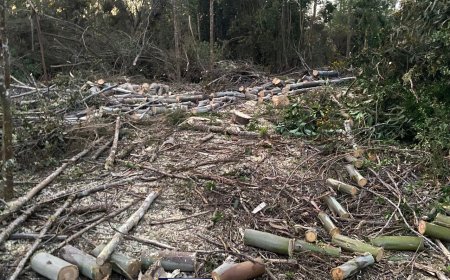 PDI detiene a cuatro sujetos por robo de madera nativa y exótica en Corral