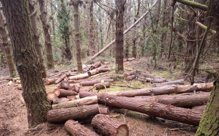 Detienen a hombre por tala ilegal de 25 pinos en predio de Valdivia