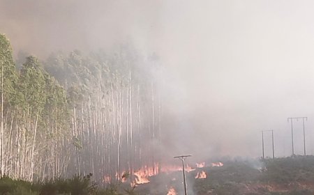Exjefe de mantenimiento de Saesa formalizado por incendio que consumió 2.800 hectáreas en Paillaco