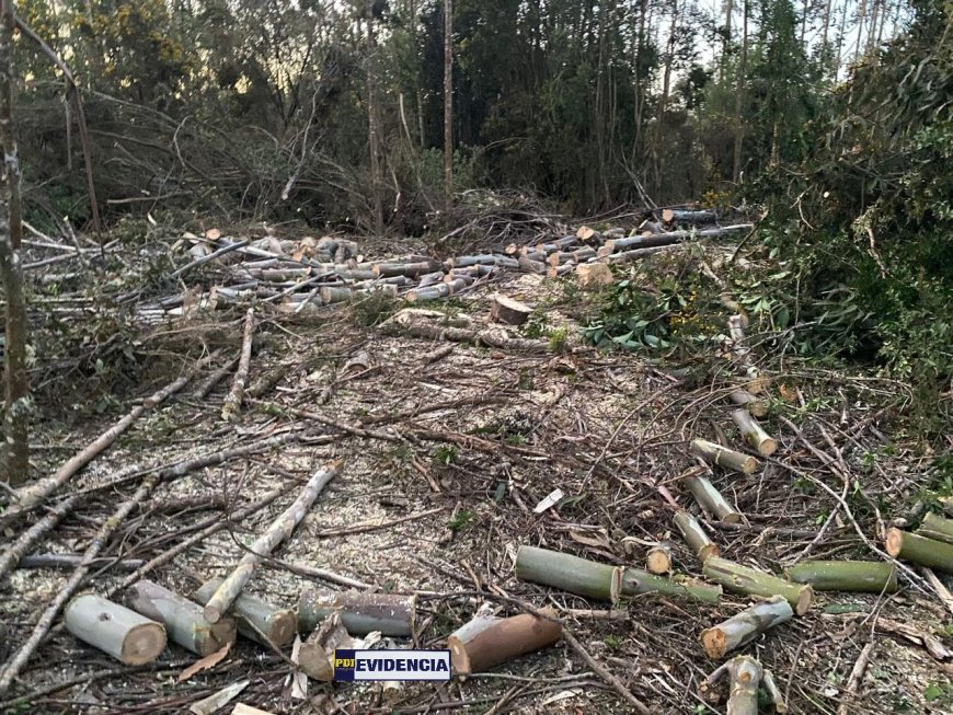 PDI detiene a cuatro sujetos por robo de madera nativa y exótica en Corral