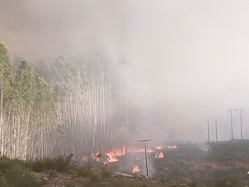 Exjefe de mantenimiento de Saesa formalizado por incendio que consumió 2.800 hectáreas en Paillaco