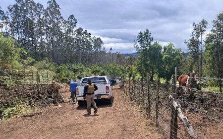 Detienen a dos personas por tala ilegal de eucaliptos en predio de Los Lagos
