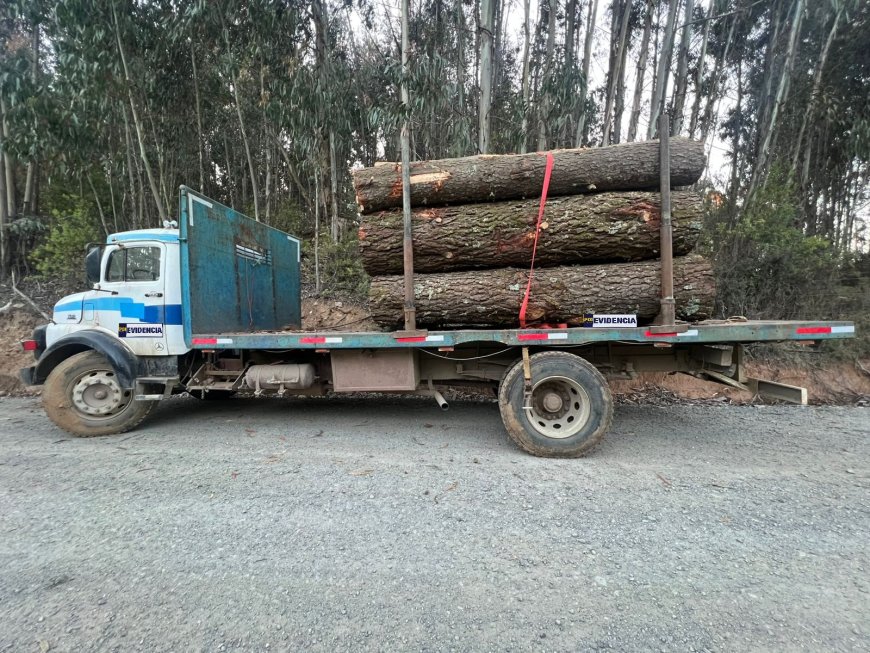 PDI detiene a cuatro personas y recupera madera avaluada en más de $51 millones en Valdivia