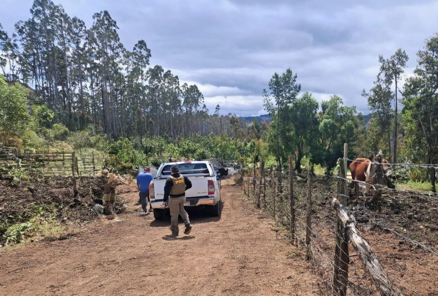 Detienen a dos personas por tala ilegal de eucaliptos en predio de Los Lagos