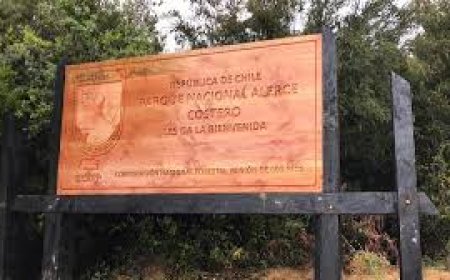 PDI detiene a los tres responsables de robo en bodega de CONAF en Parque Alerce Costero