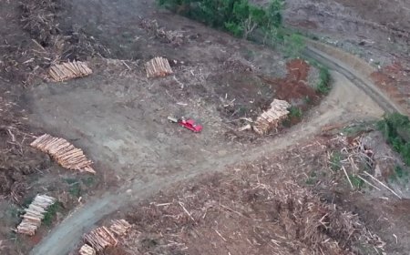 PDI detiene a tres personas por cortar y cargar madera de eucaliptus sin autorización en La Unión