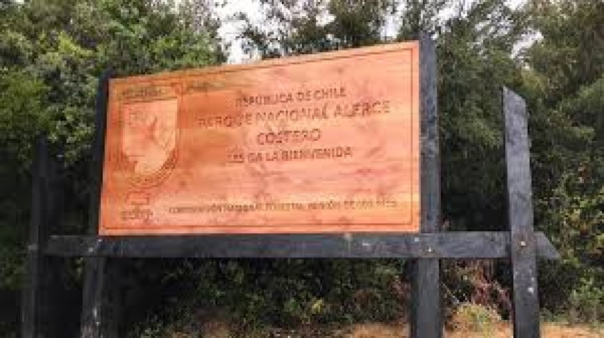 PDI detiene a los tres responsables de robo en bodega de CONAF en Parque Alerce Costero