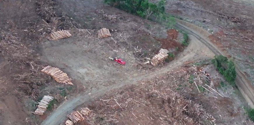 PDI detiene a tres personas por cortar y cargar madera de eucaliptus sin autorización en La Unión