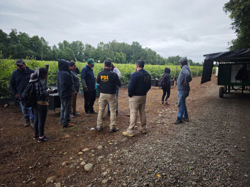 PDI identifica a 13 trabajadores bolivianos en situación irregular durante fiscalización en predio agrícola de Río Bueno