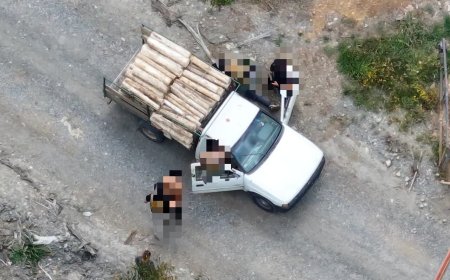 PDI detiene a dos hombres por cortar y cargar madera de eucaliptus sin autorización en Mariquina