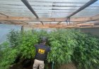 Hombre es detenido por cultivo ilegal de marihuana en vivienda de Río Bueno