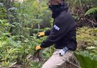 Tres detenidos y más de 200 plantas de cannabis incautadas en operativo antidrogas en La Araucanía