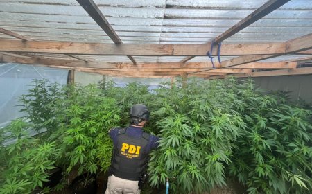 Hombre es detenido por cultivo ilegal de marihuana en vivienda de Río Bueno