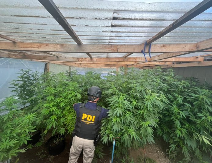 Hombre es detenido por cultivo ilegal de marihuana en vivienda de Río Bueno