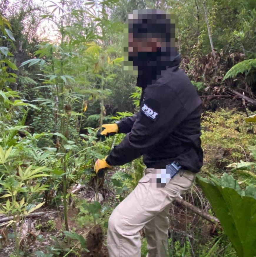 Tres detenidos y más de 200 plantas de cannabis incautadas en operativo antidrogas en La Araucanía
