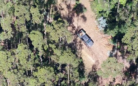 Dos hombres detenidos por sustraer madera desde reserva Alerce Costero de Corral