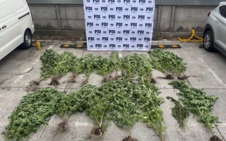 Detienen en Osorno a hombre con órdenes de captura pendientes: le incautan 22 plantas de cannabis en su domicilio