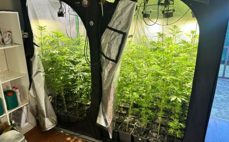 Falso club cannábico en Valdivia: detienen a imputado e incautan más de $367 millones en droga