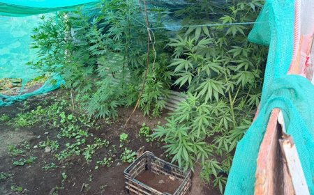 Detienen a mujer por cultivo ilegal de marihuana en sector rural de Río Bueno
