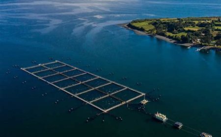 Denuncian que Noruega financió grupos ambientalistas en Chile para proteger su industria salmonera