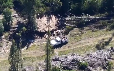 Detienen a cinco personas por sustracción de madera en predio de Los Lagos