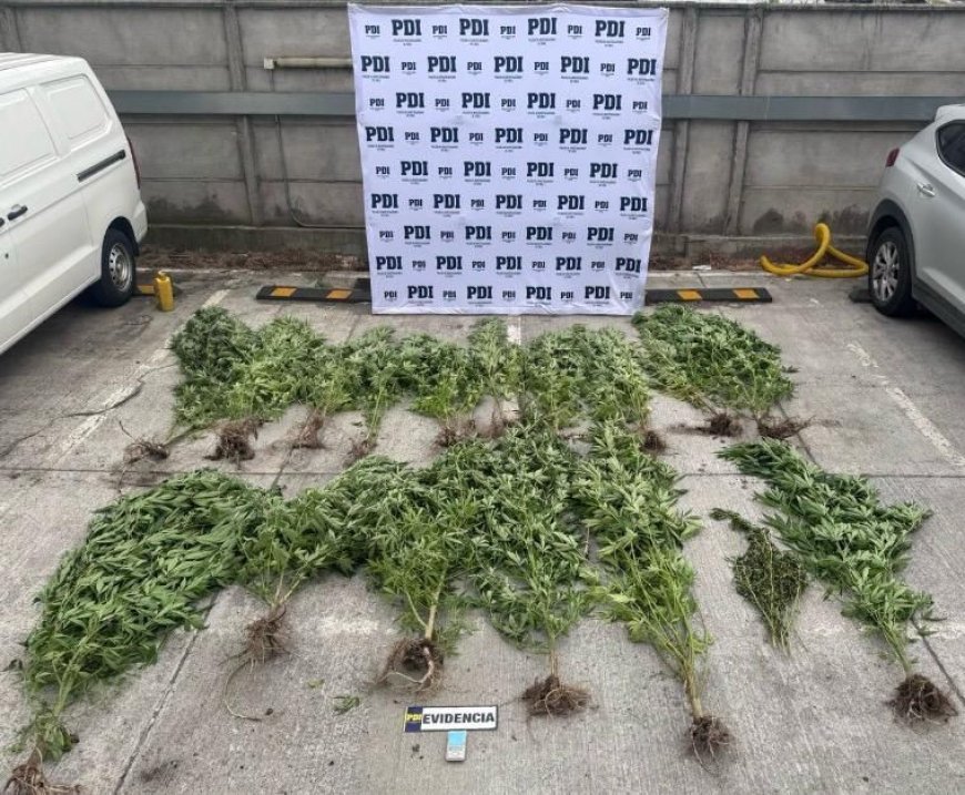 Detienen en Osorno a hombre con órdenes de captura pendientes: le incautan 22 plantas de cannabis en su domicilio