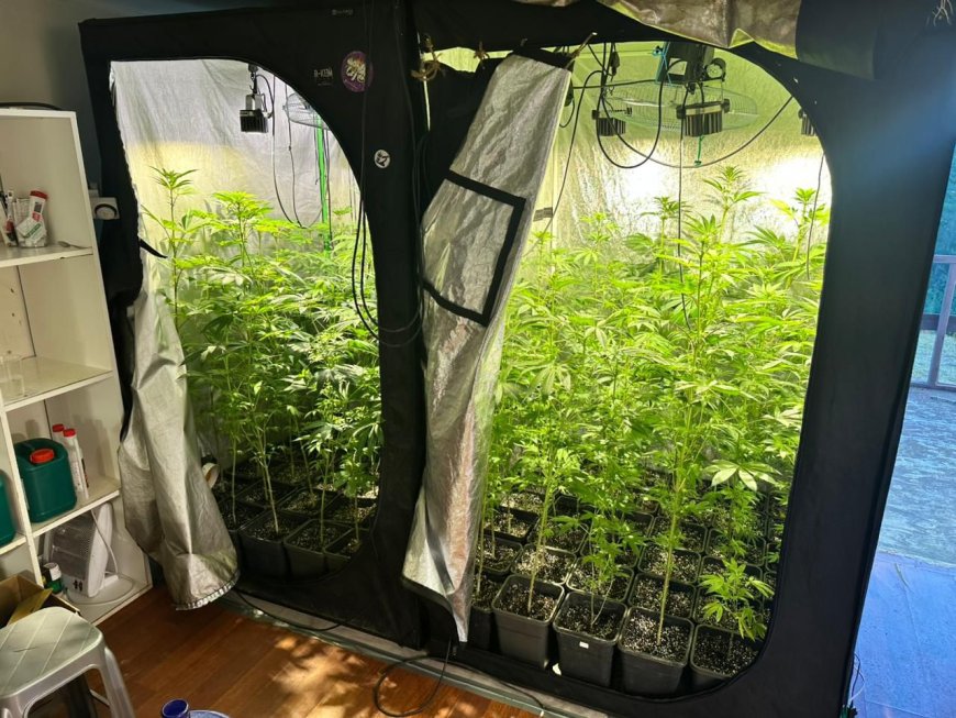 Falso club cannábico en Valdivia: detienen a imputado e incautan más de $367 millones en droga