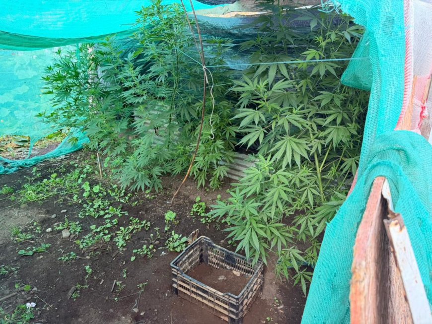 Detienen a mujer por cultivo ilegal de marihuana en sector rural de Río Bueno