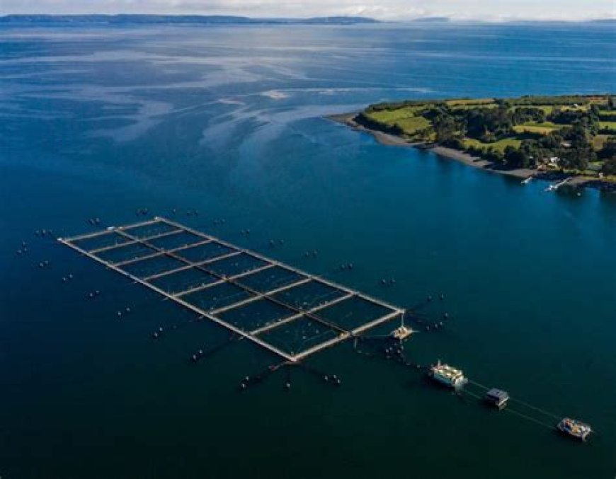 Denuncian que Noruega financió grupos ambientalistas en Chile para proteger su industria salmonera