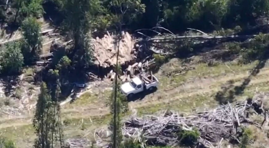 Detienen a cinco personas por sustracción de madera en predio de Los Lagos