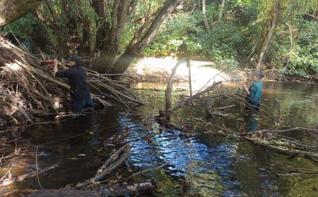 Vecinos limpian río Contra y retiran ocho bolsas de basura en Río Bueno