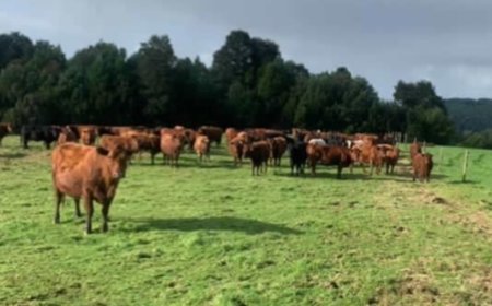 Por orden judicial Carabineros retira 300 cabezas de ganado desde fundo en sector Marriamo