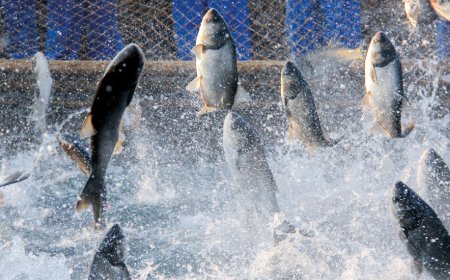 Concejo de Río Bueno dice "no" a proyecto de piscicultura de Aqua Chile: "No vamos a transar"