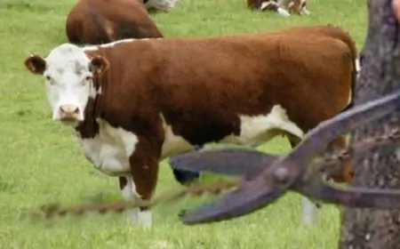 Condenan a cárcel y multas a personas que cometieron delito de abigeato en fundo de La Unión