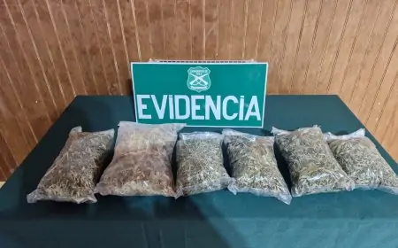 Carabineros de Loncoche incauta más de medio kilo de marihuana en proceso de secado y detiene a conductora