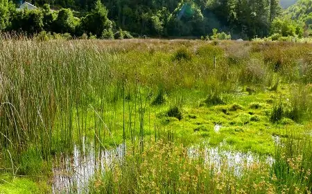 La arremetida de Poduje contra Ley de Humedales Urbanos que frenan proyectos habitacionales en Los Rios