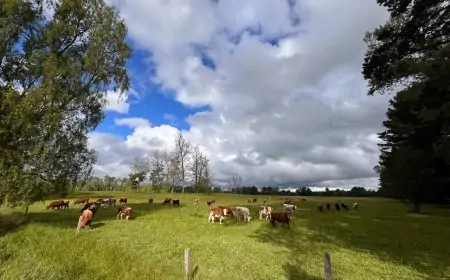Sustentabilidad no es regeneración: una diferencia que lo cambia todo