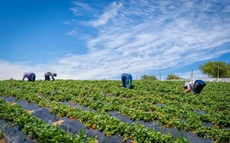 Ministerio de Agricultura entrega $200 mil a más de 3.800 agricultores de INDAP en Los Ríos para enfrentar alza de insumos