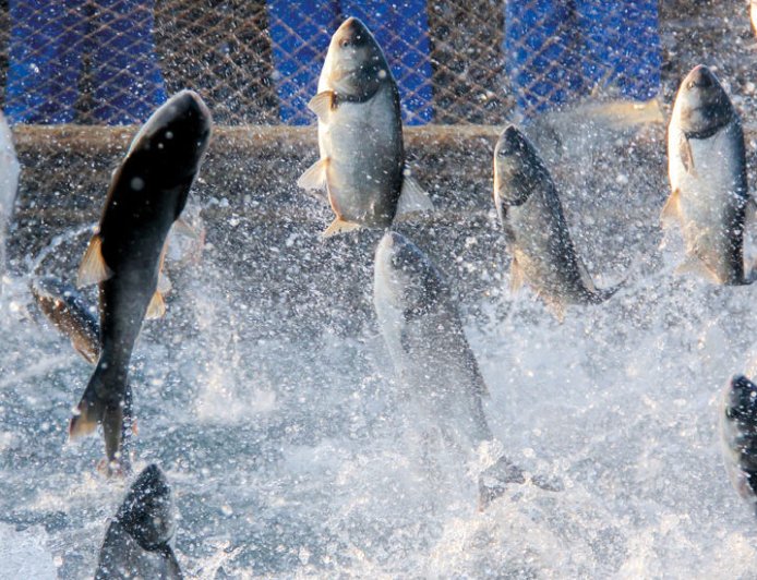 Concejo de Río Bueno dice "no" a proyecto de piscicultura de Aqua Chile: "No vamos a transar"