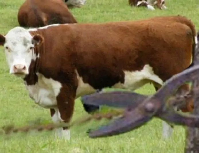 Condenan a cárcel y multas a personas que cometieron delito de abigeato en fundo de La Unión