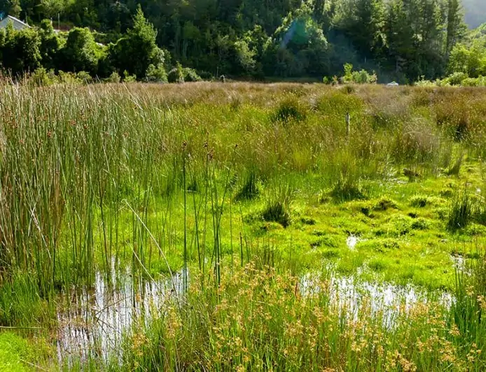 La arremetida de Poduje contra Ley de Humedales Urbanos que frenan proyectos habitacionales en Los Rios