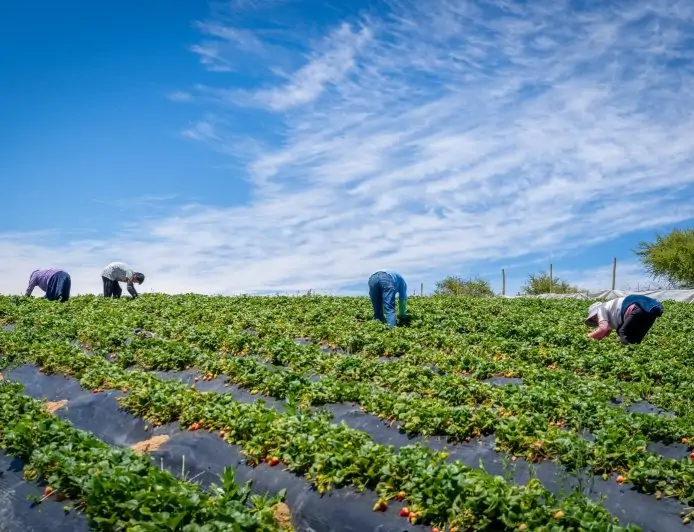 Ministerio de Agricultura entrega $200 mil a más de 3.800 agricultores de INDAP en Los Ríos para enfrentar alza de insumos