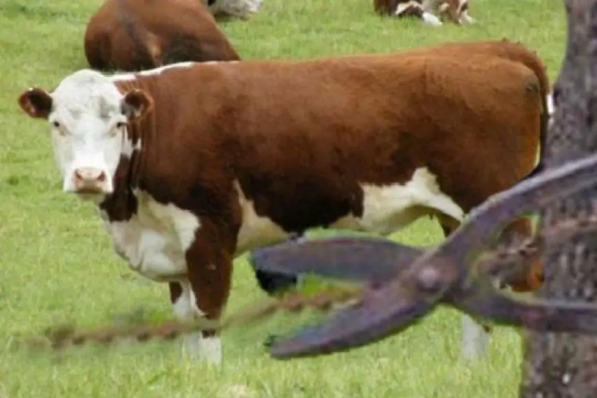 Condenan a cárcel y multas a personas que cometieron delito de abigeato en fundo de La Unión