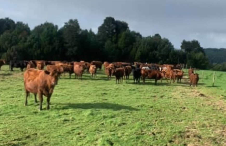 Por orden judicial Carabineros retira 300 cabezas de ganado desde fundo en sector Marriano