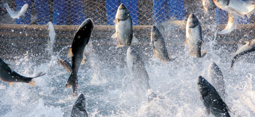 Concejo de Río Bueno dice "no" a proyecto de piscicultura de Aqua Chile: "No vamos a transar"