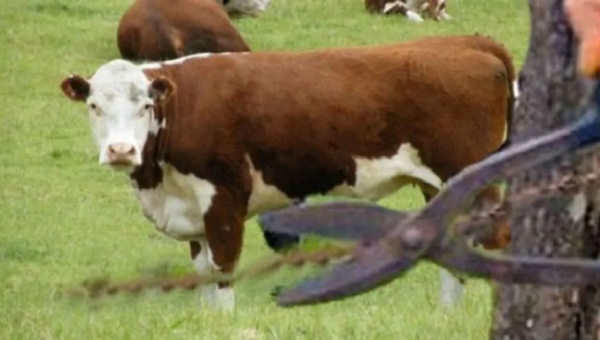 Condenan a cárcel y multas a personas que cometieron delito de abigeato en fundo de La Unión